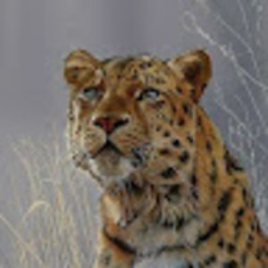 Meet your Posher, Sabra